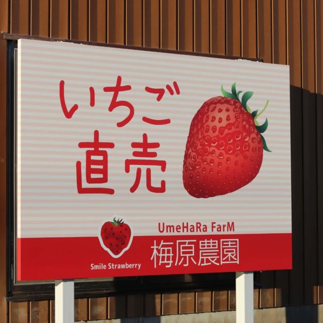 梅原農園 | スマイルストロベリー農園